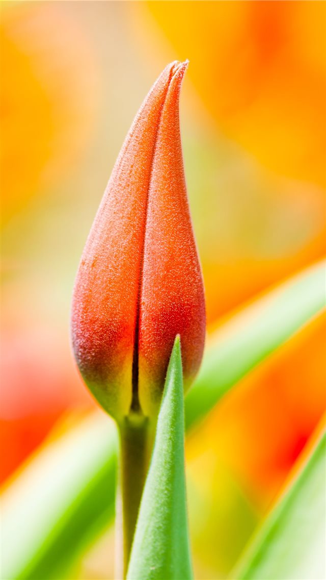 orange tulip bud iPhone 8 wallpaper 