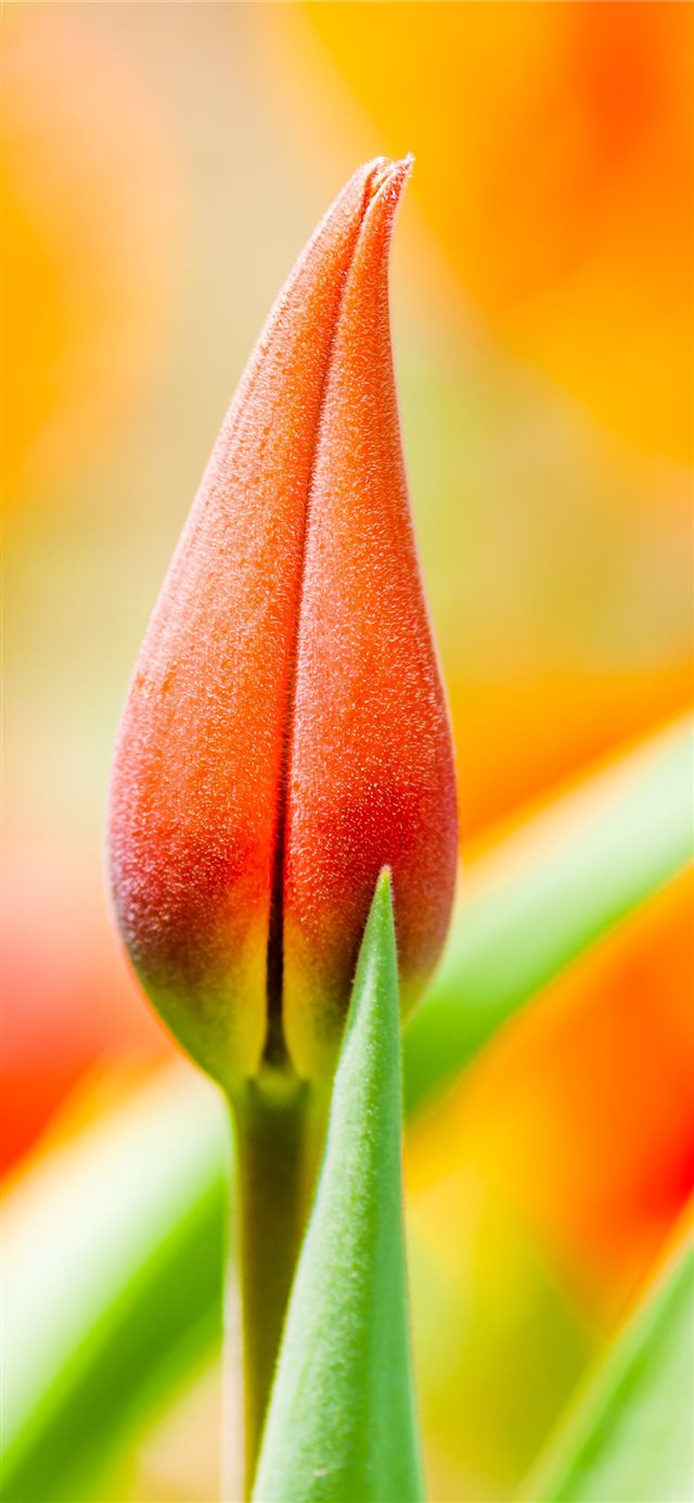 orange tulip bud iPhone 11 wallpaper 