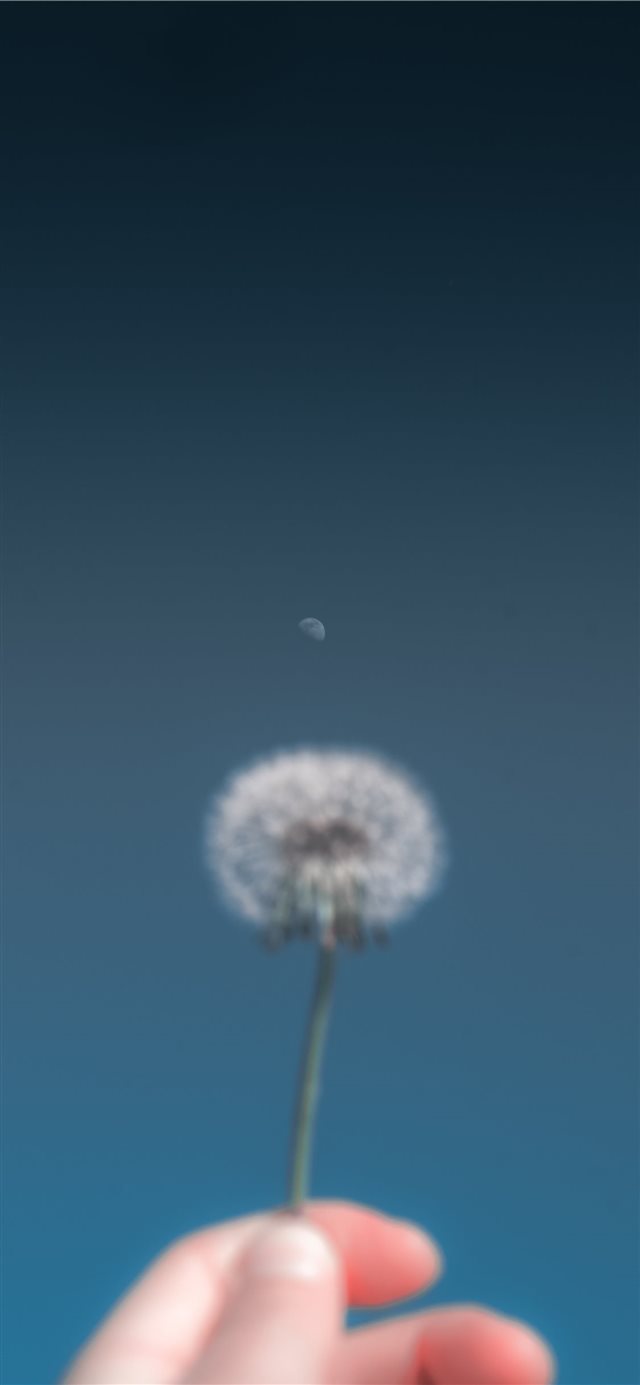 person holding dandelion flower iPhone 11 wallpaper 