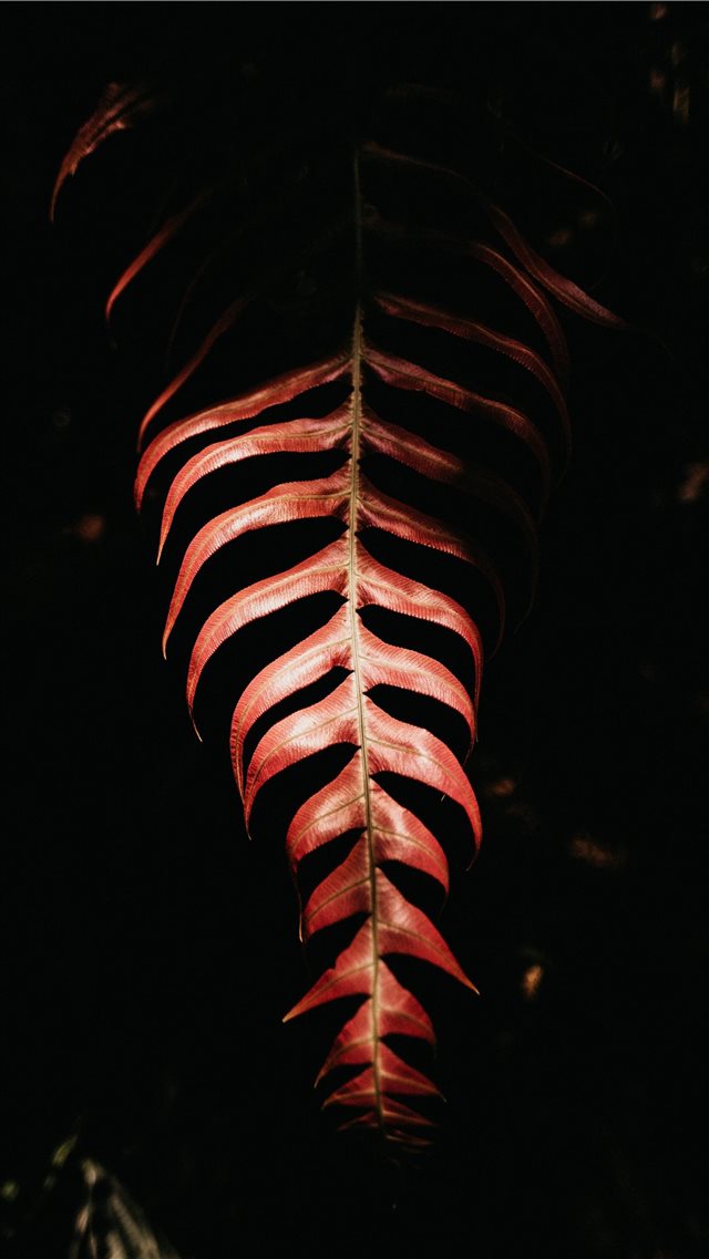 red leaf on black background iPhone 8 wallpaper 