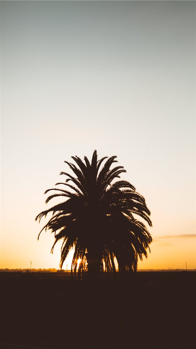 silhouette photo of palm tree during golden hour iPhone 8 wallpaper 