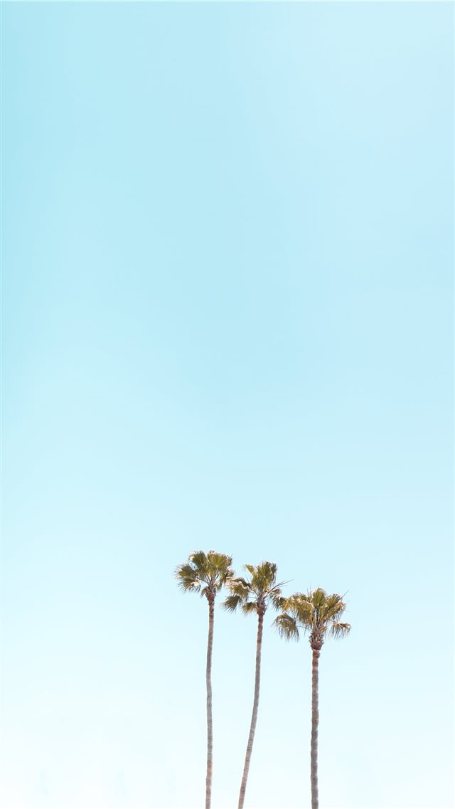 three palm trees iPhone 8 wallpaper 