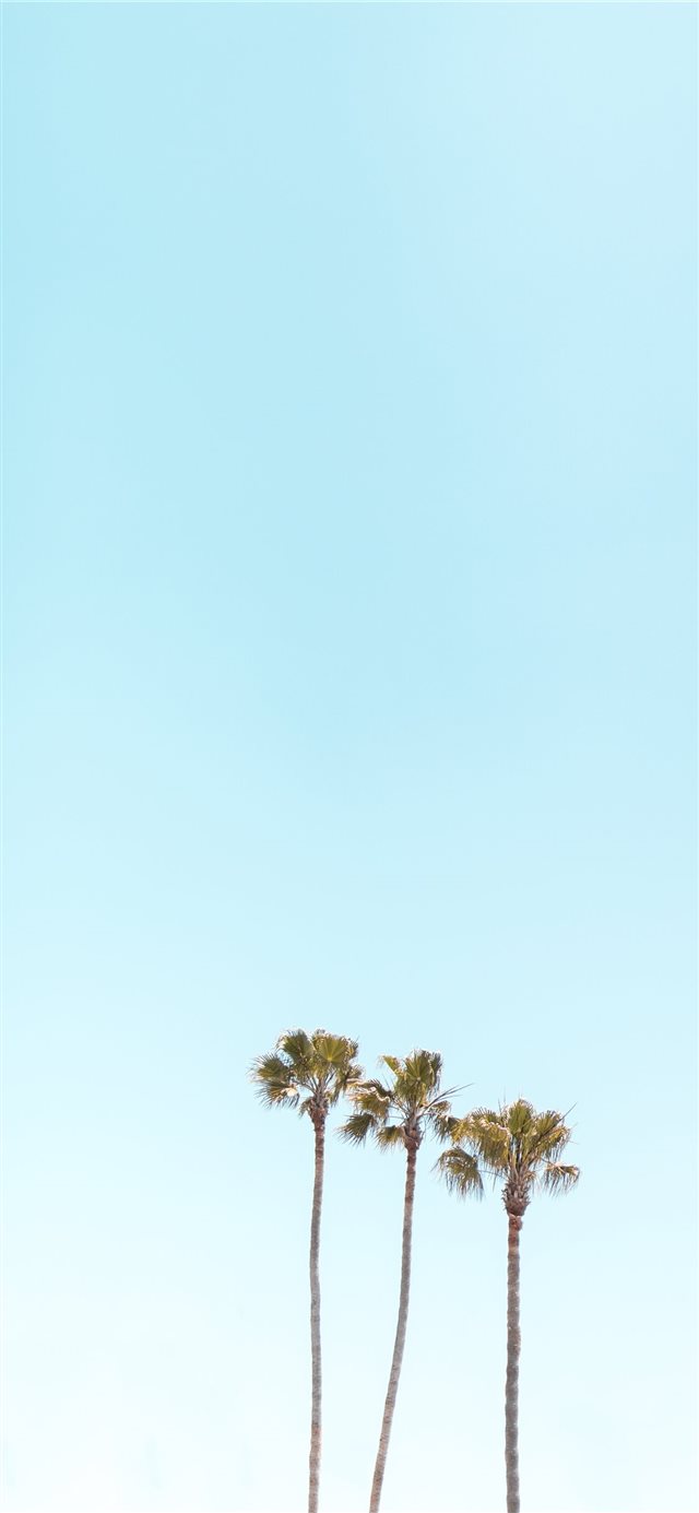 three palm trees iPhone X wallpaper 