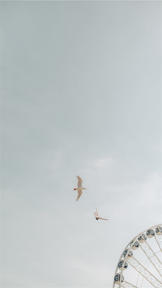 two birds on flight iPhone 8 wallpaper 