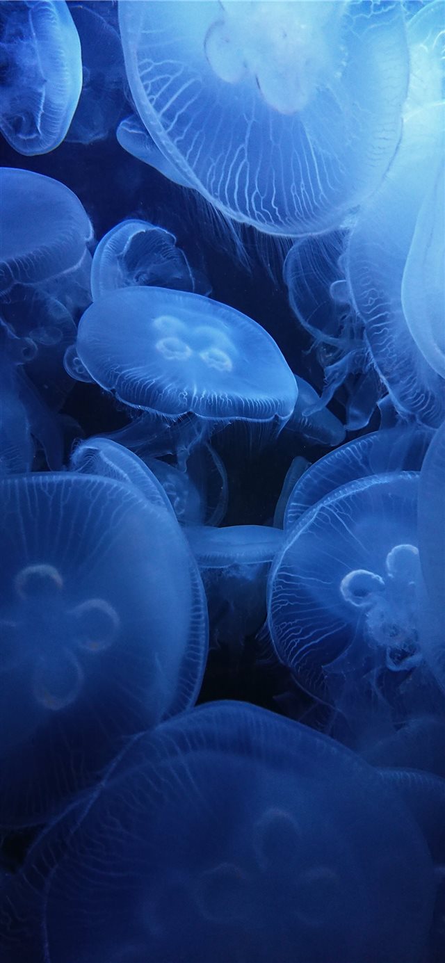 underwater photography of jellyfish iPhone 11 wallpaper 