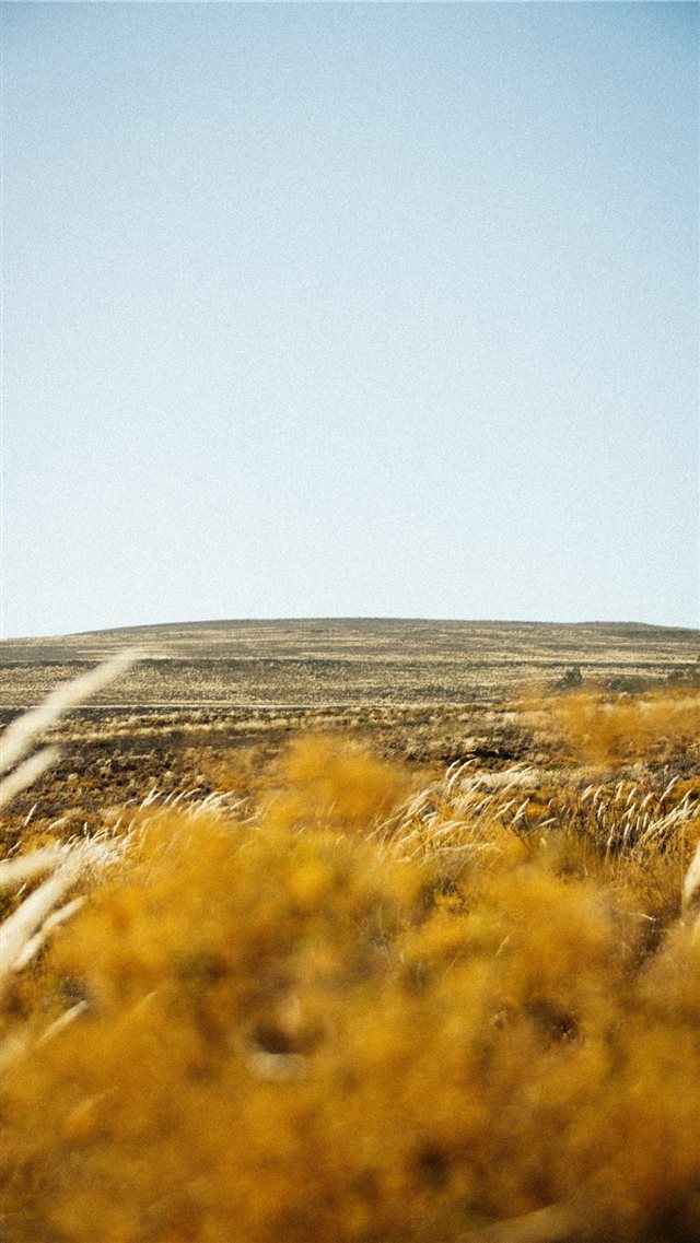 wheat field iPhone 8 wallpaper 