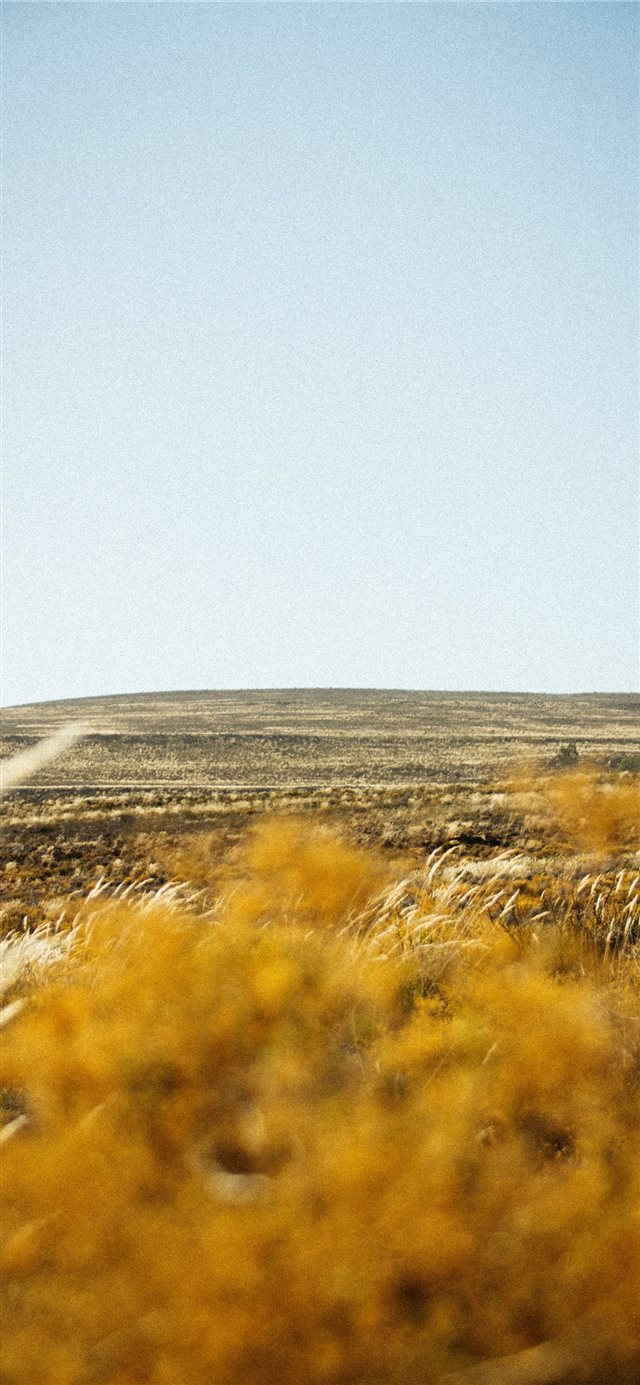 wheat field iPhone X wallpaper 