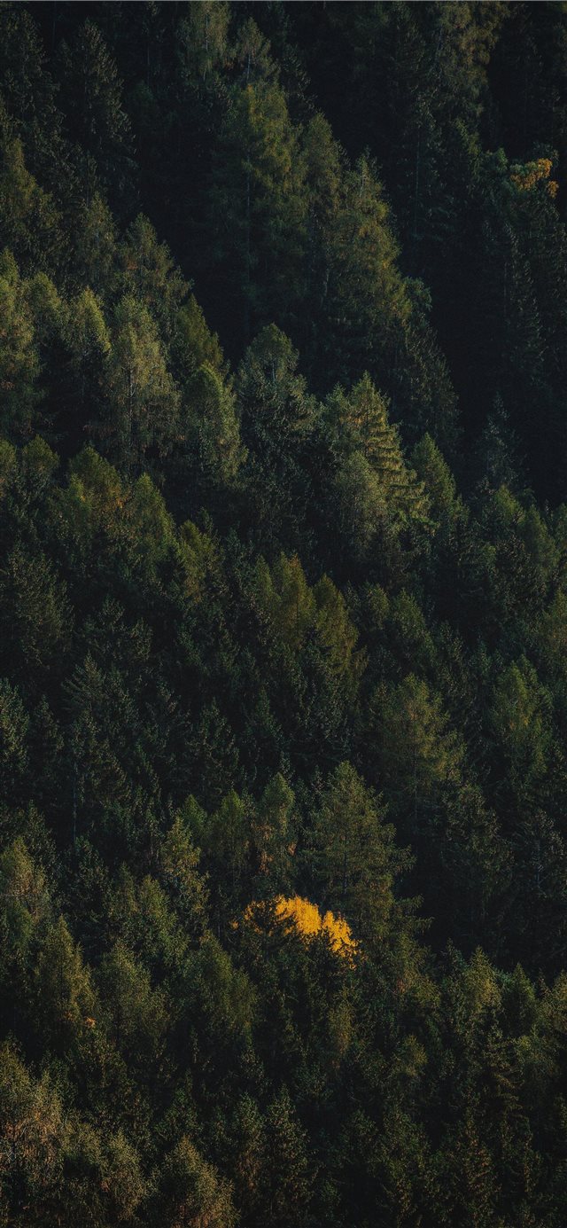 black and brown trees painting iPhone X wallpaper 