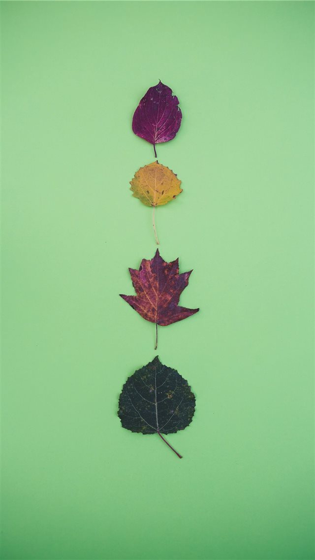 four leaves iPhone 8 wallpaper 