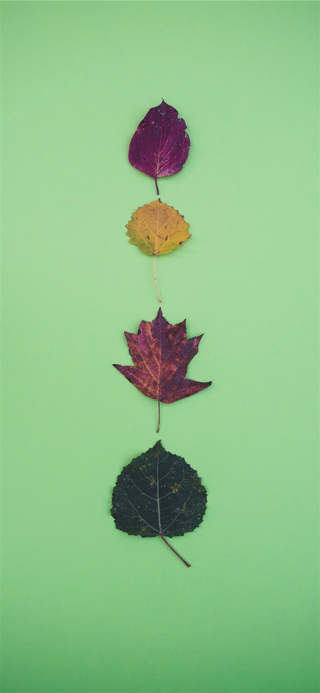 four leaves iPhone 11 wallpaper 
