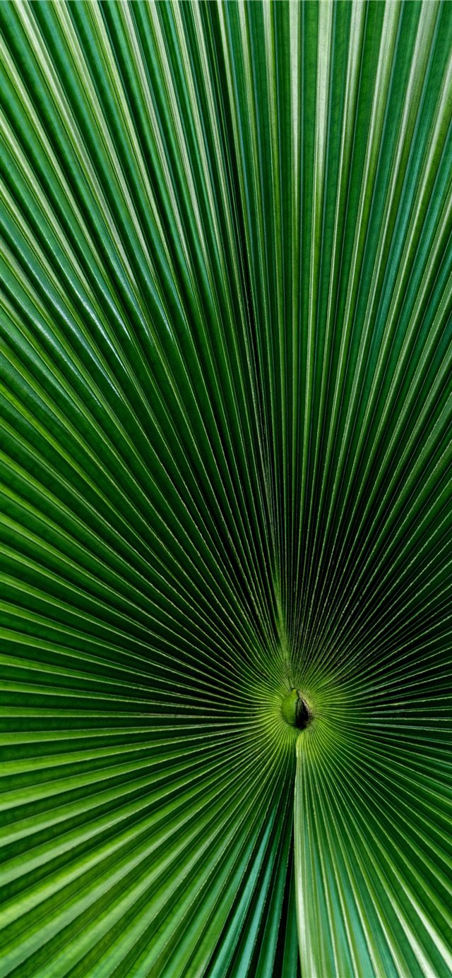green fan palm leaf iPhone 11 wallpaper 