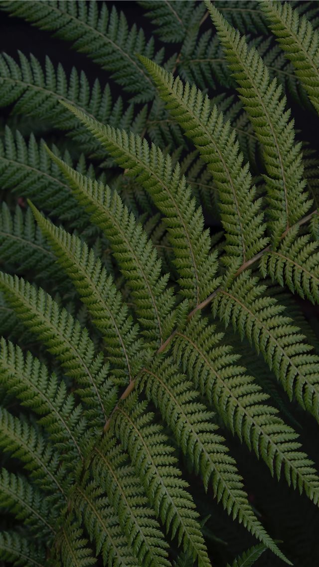 green fern leaves iPhone 8 wallpaper 