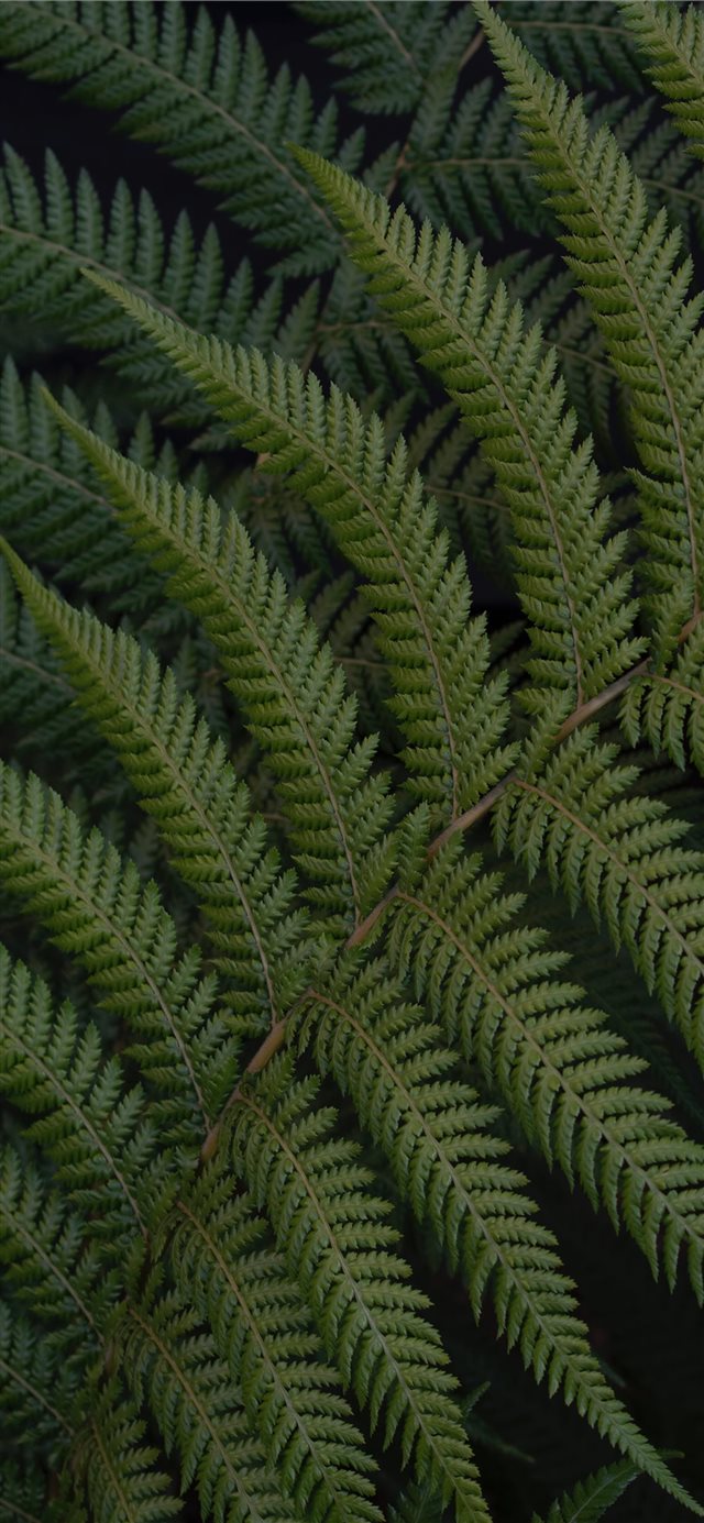 green fern leaves iPhone X wallpaper 