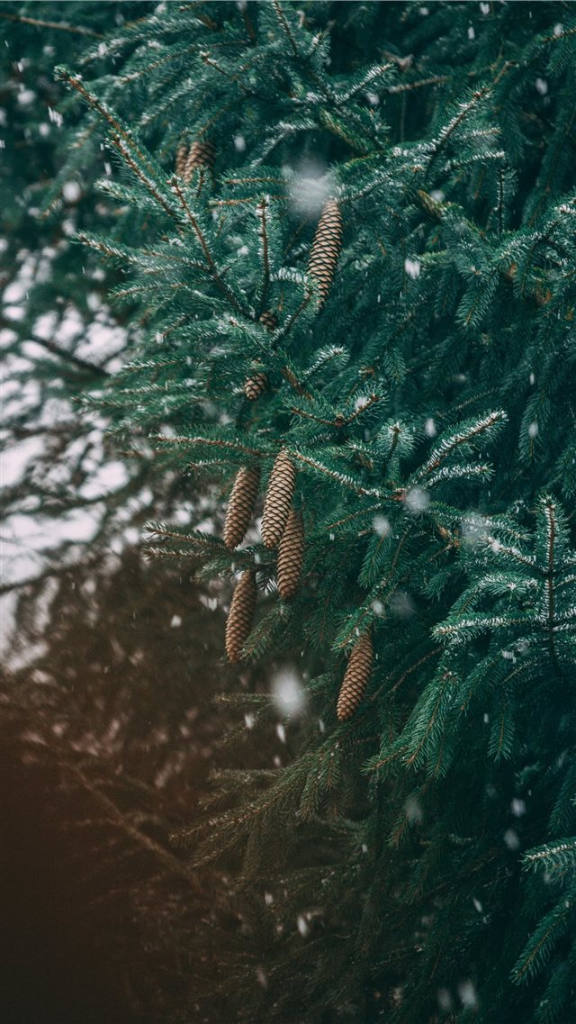 green leafed tree iPhone 8 wallpaper 