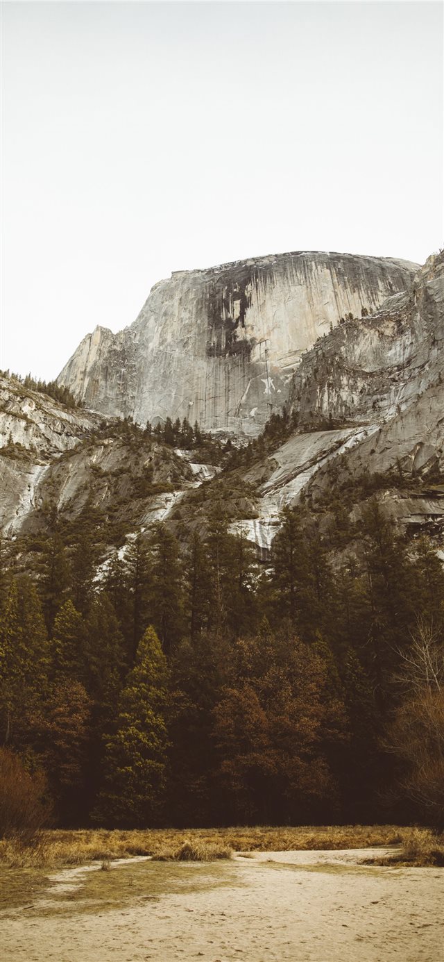 pine trees beside mountain iPhone X wallpaper 