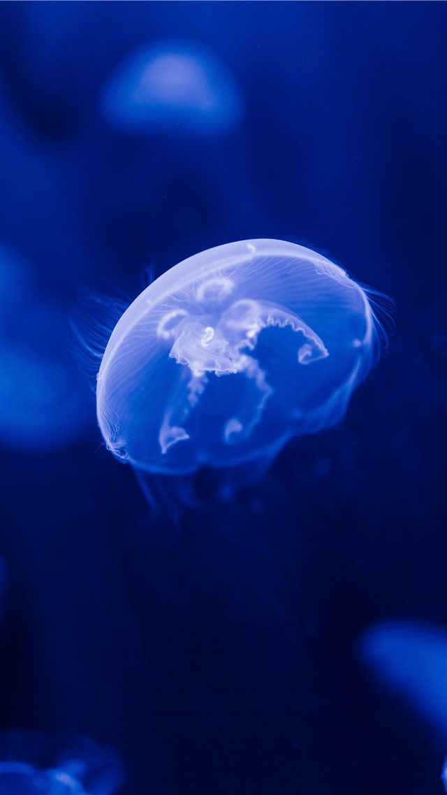 selective focus photograph of jellyfish iPhone 8 wallpaper 