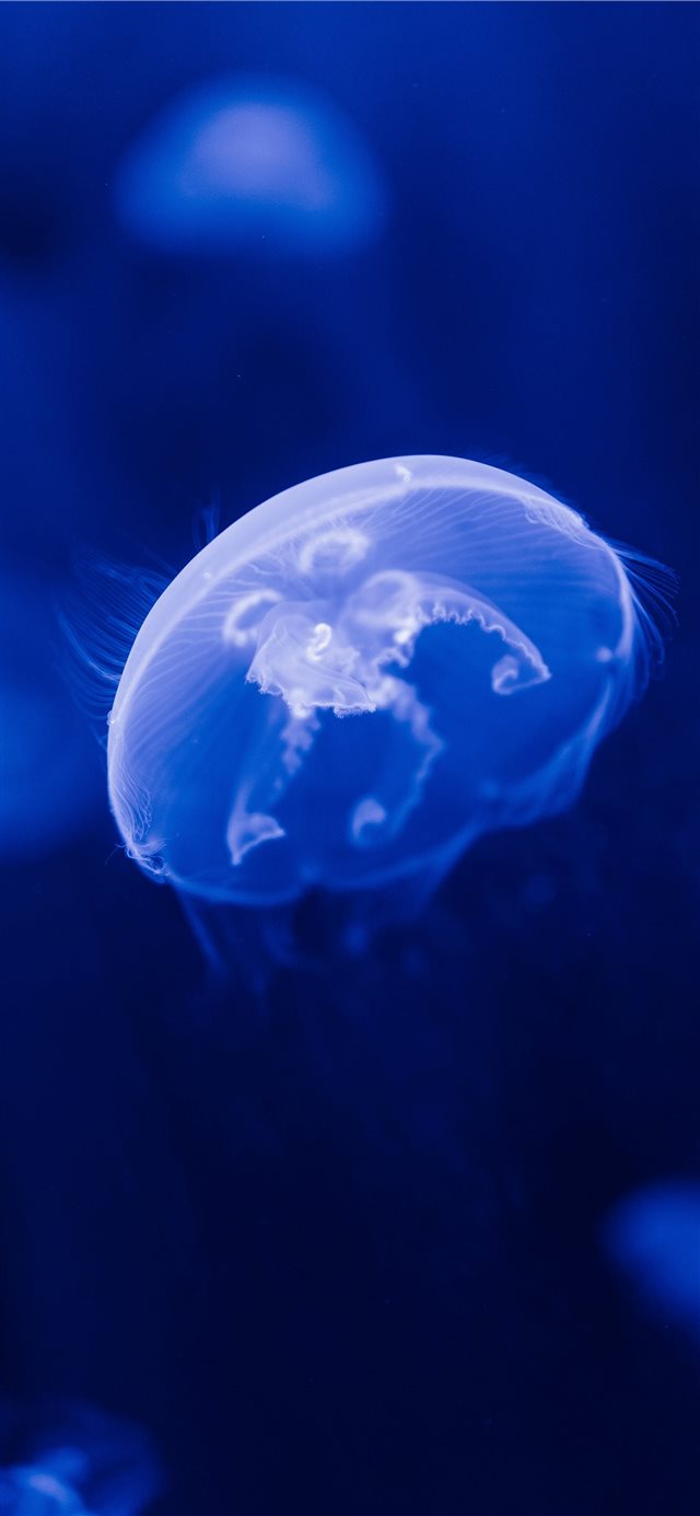 selective focus photograph of jellyfish iPhone X wallpaper 