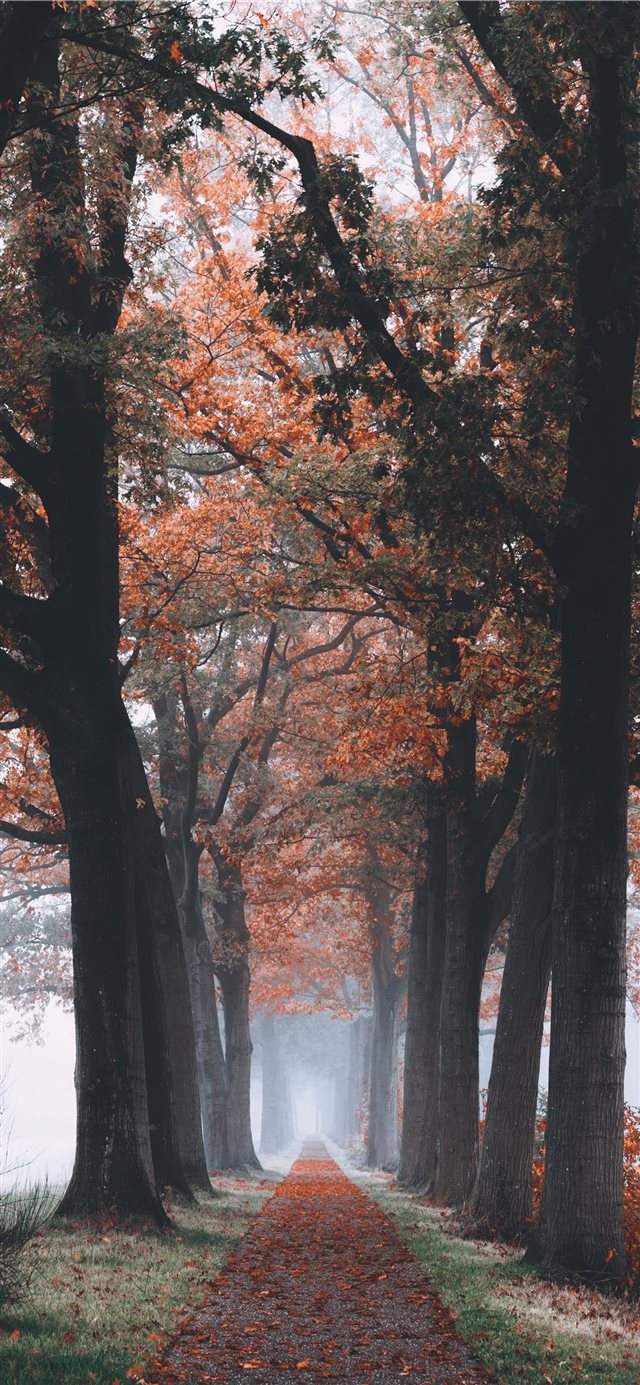 tree branch and trees painting iPhone 11 wallpaper 