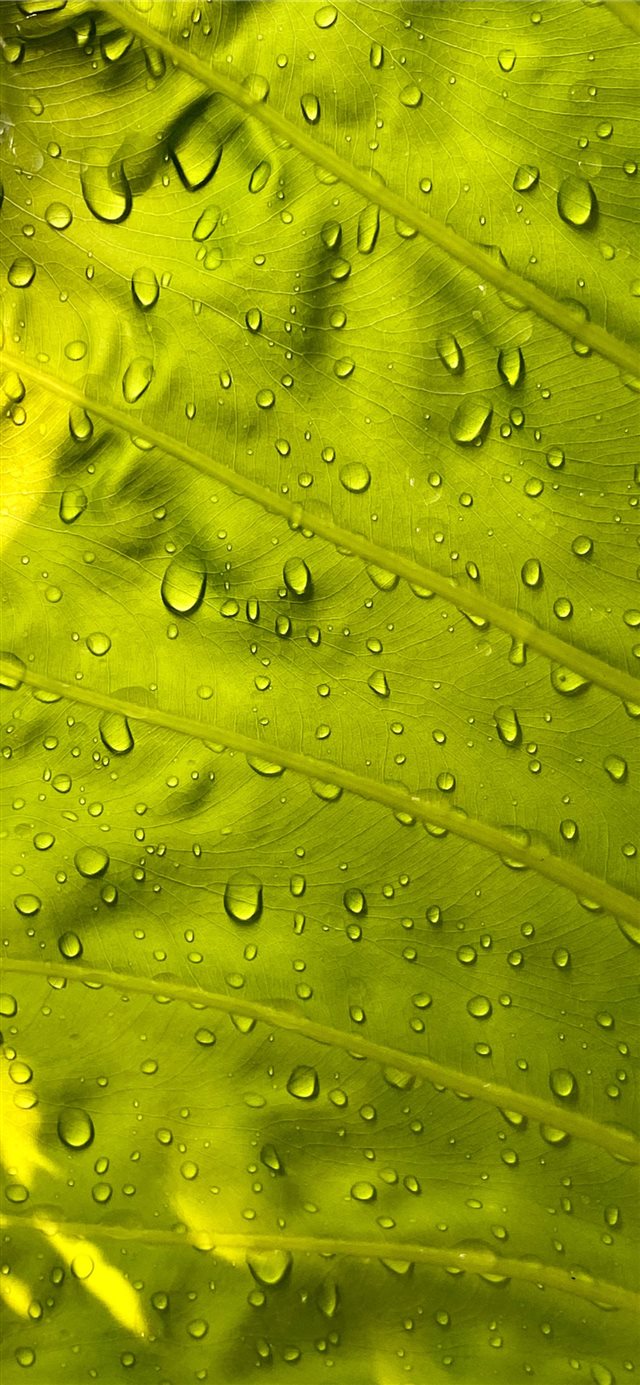 water drops on green leaf iPhone X wallpaper 