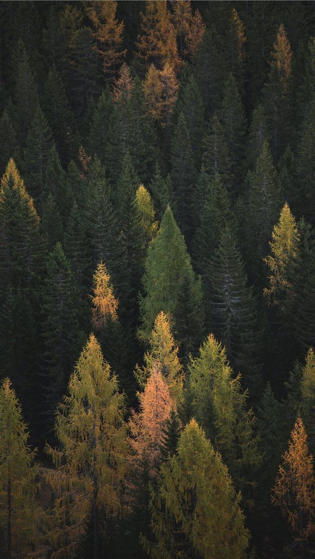 aerial photography of pine trees iPhone 8 wallpaper 
