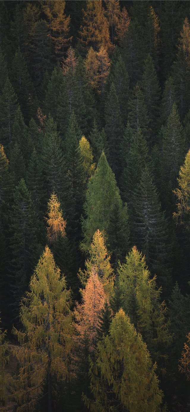 aerial photography of pine trees iPhone X wallpaper 