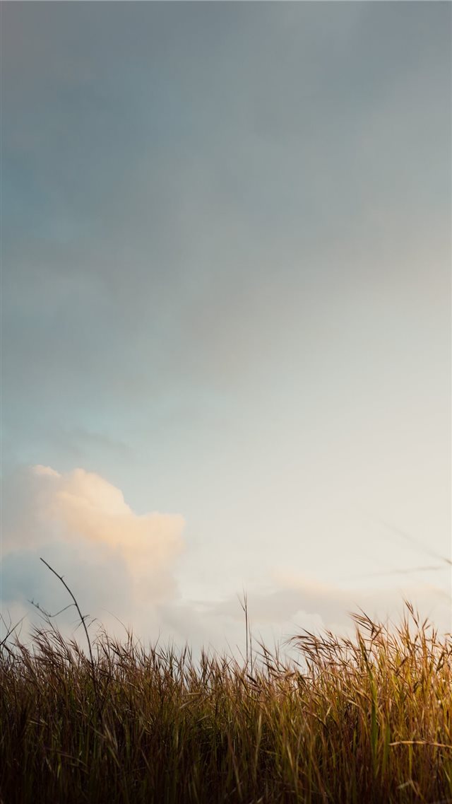 brown grass field under white cloudy sky iPhone 8 wallpaper 