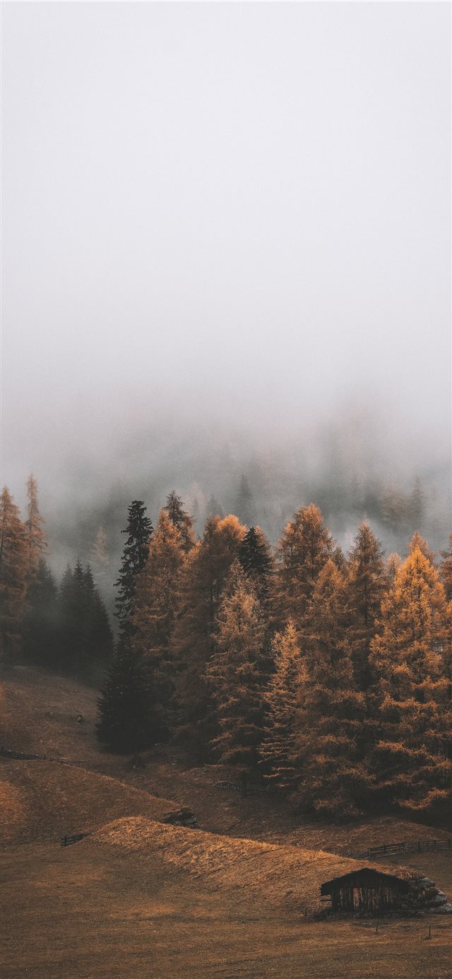 fores covered with fogs during daytime iPhone 11 wallpaper 