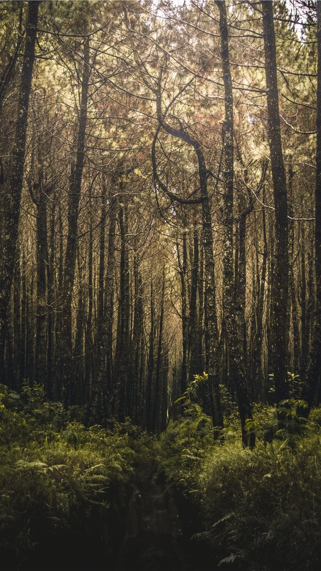forest filled with trees iPhone 8 wallpaper 