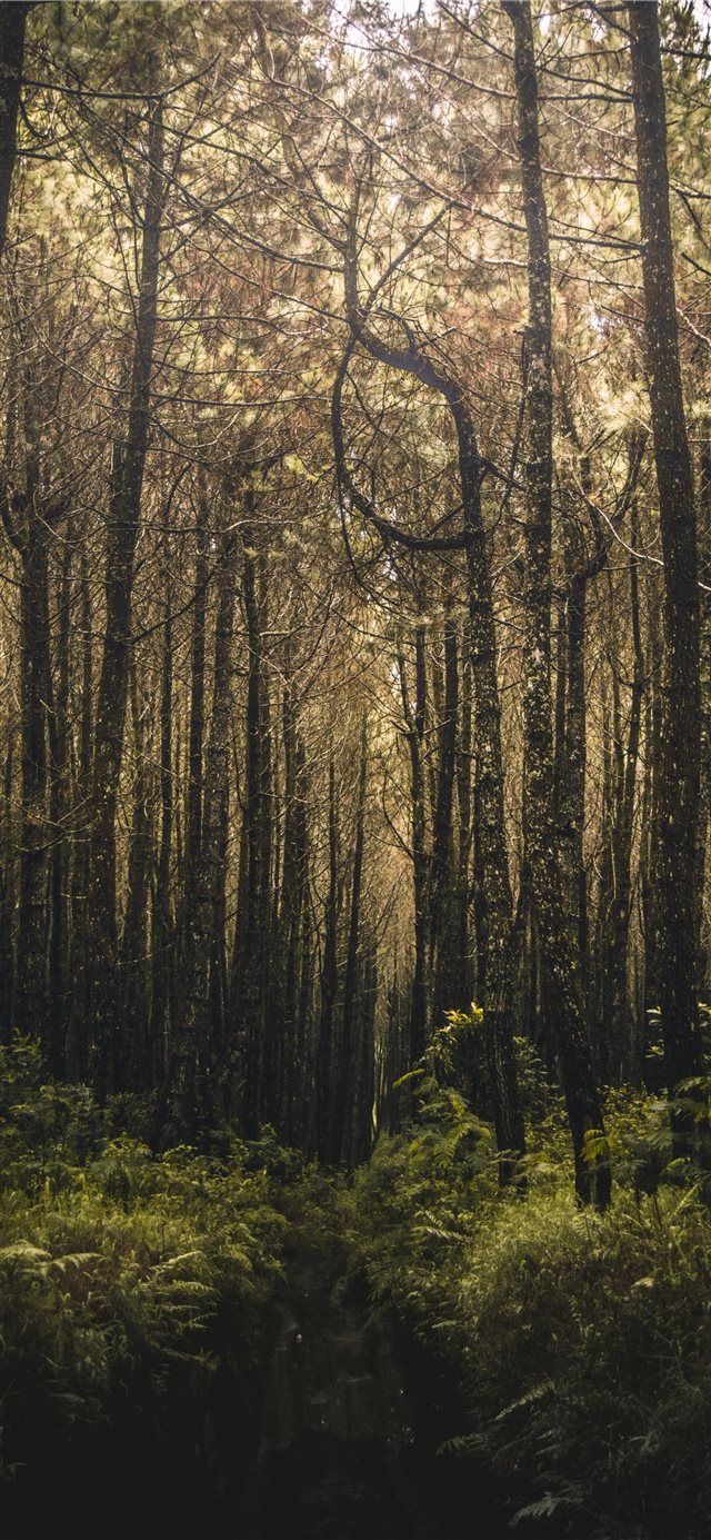 forest filled with trees iPhone X wallpaper 