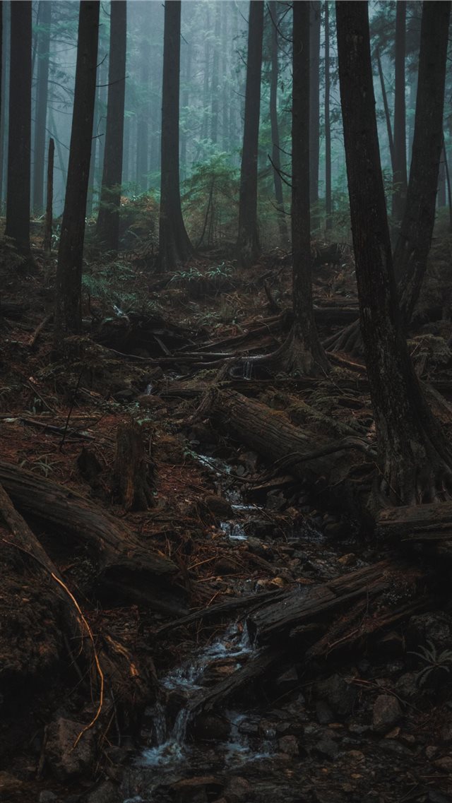 green forest with tall trees iPhone 8 wallpaper 