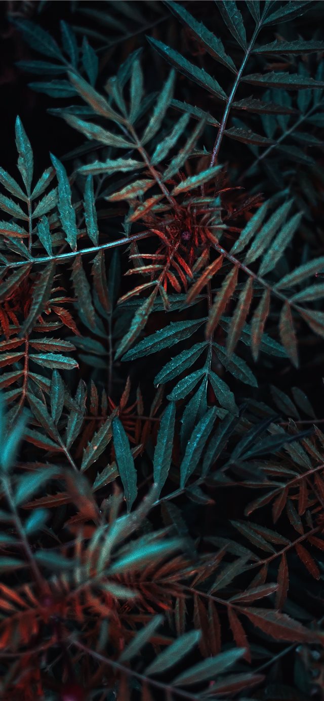 green leafed plant iPhone X wallpaper 