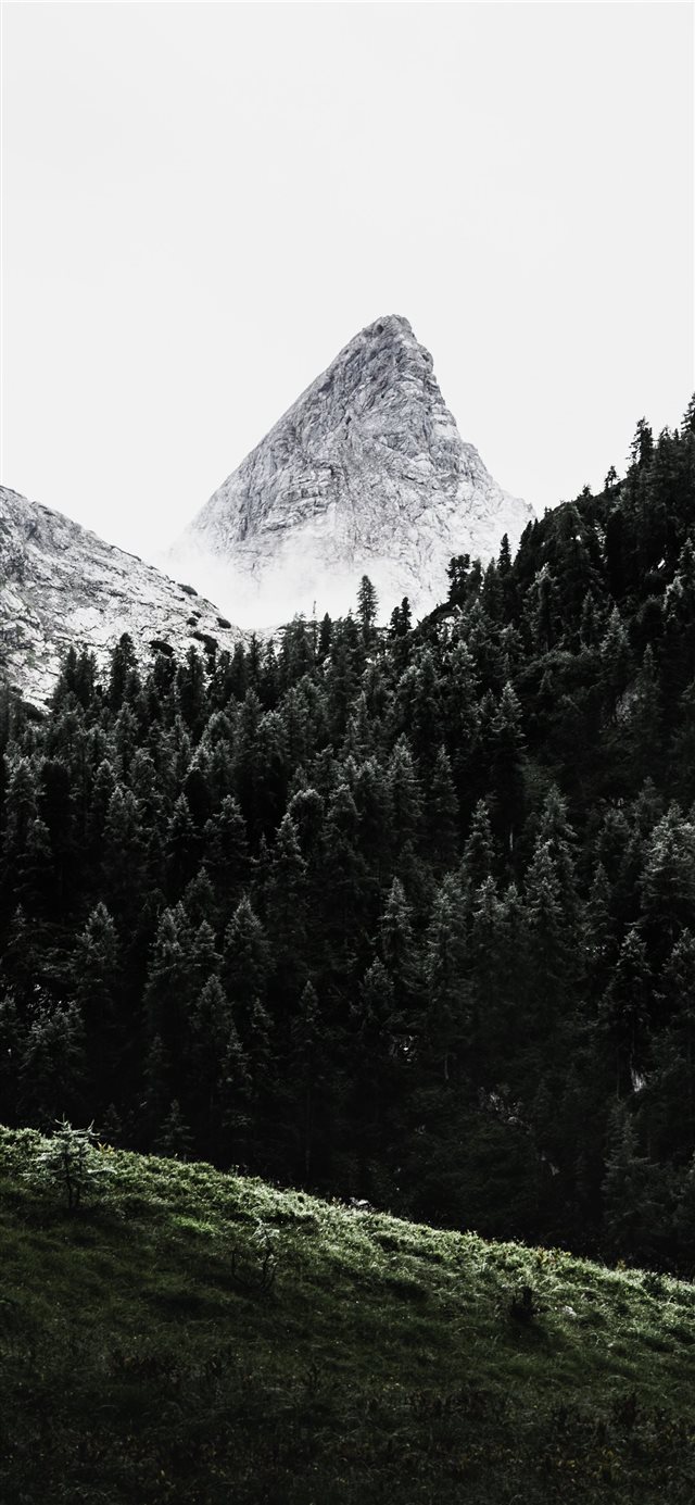 green pine trees across white mountain iPhone 11 wallpaper 
