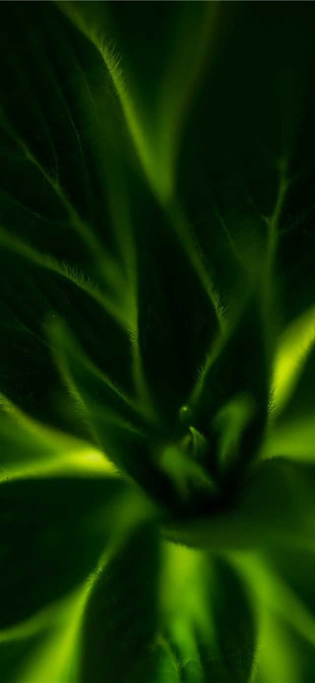 green plant iPhone 11 wallpaper 