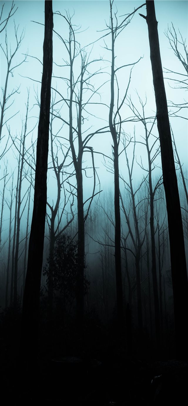 leafless trees on forest during dark sky iPhone X wallpaper 