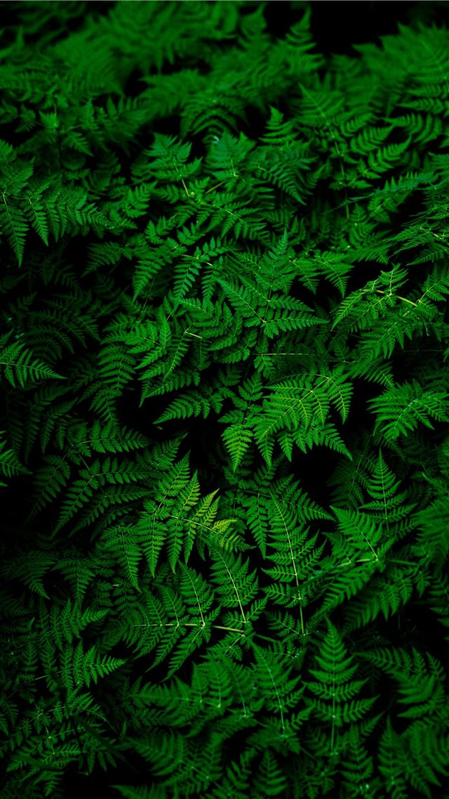 photo of green fern plant iPhone 8 wallpaper 