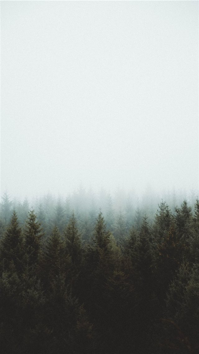 photo of pine trees iPhone 8 wallpaper 