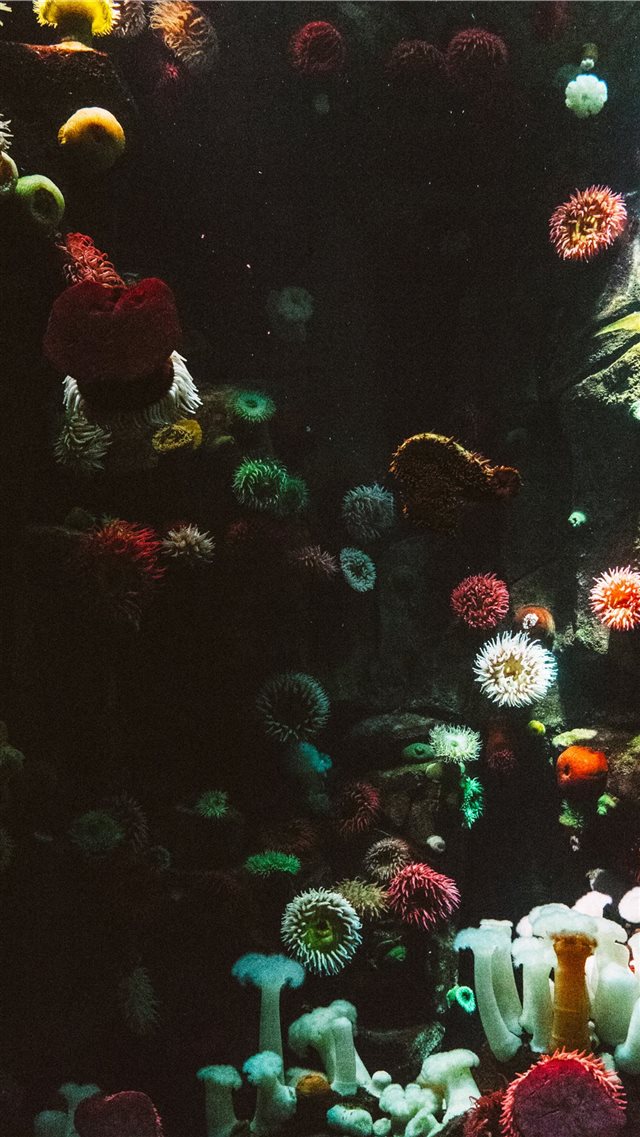 photography of sea corals iPhone SE wallpaper 