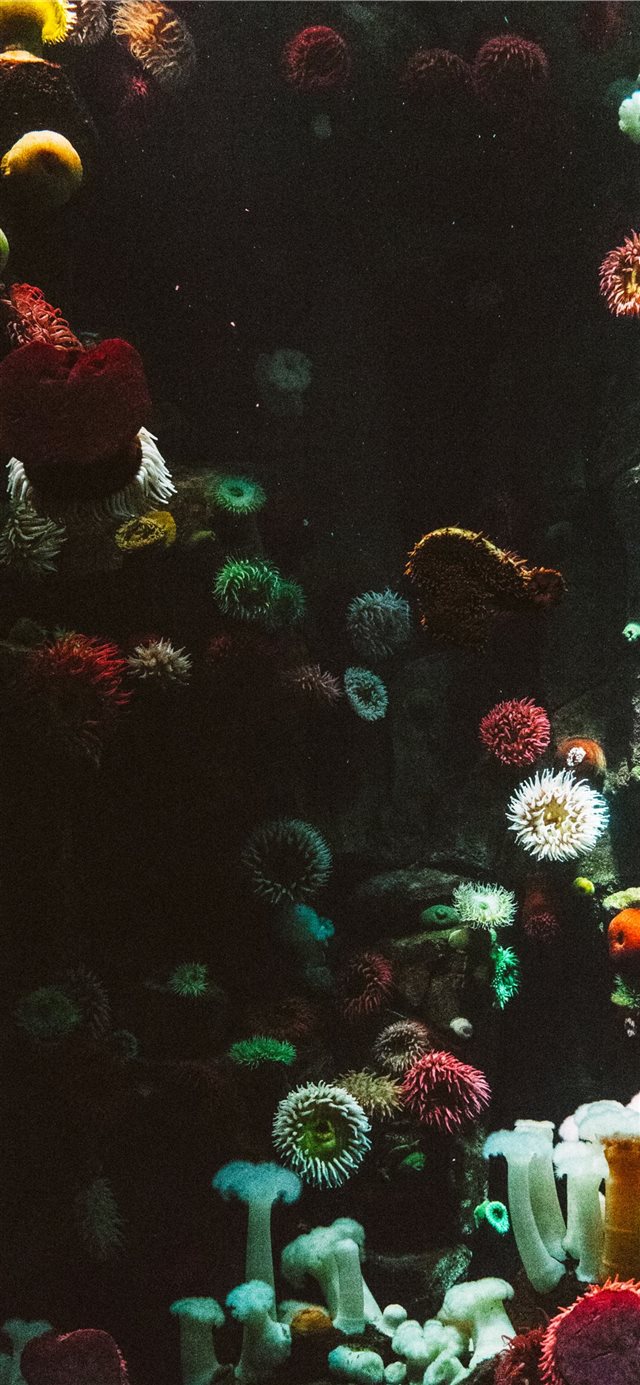 photography of sea corals iPhone X wallpaper 