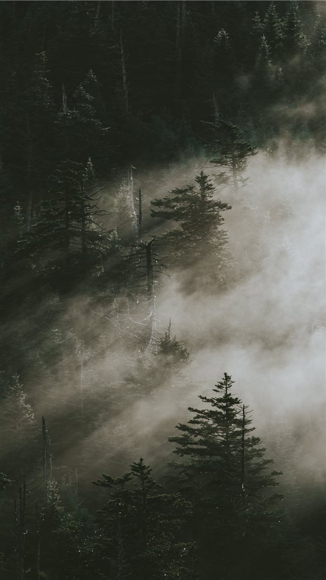 pine trees surrounded by fogs iPhone 8 wallpaper 
