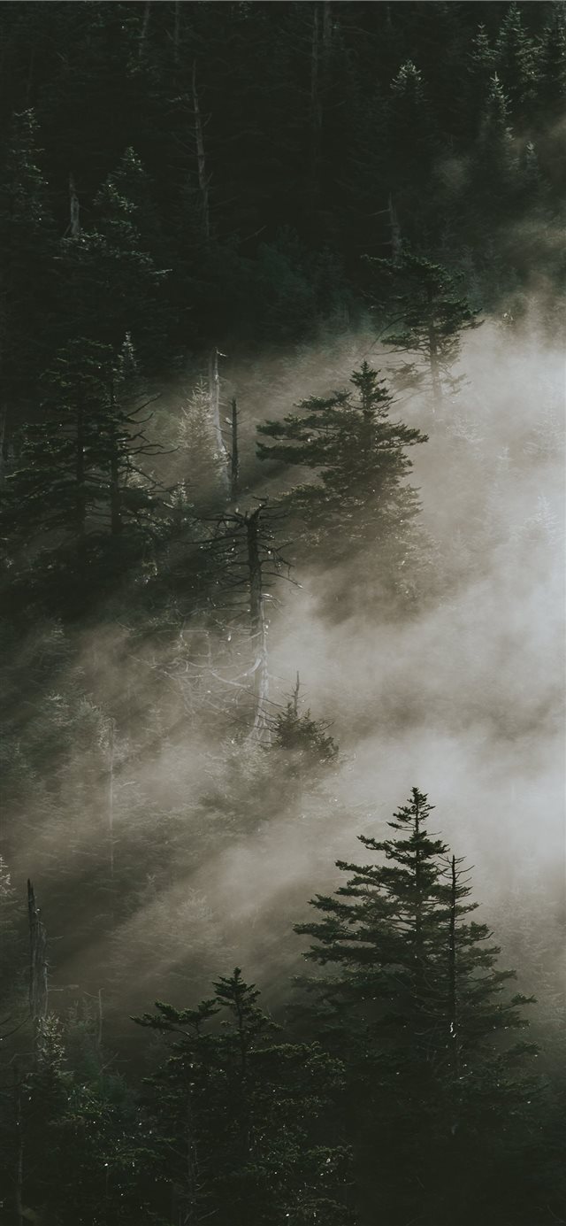 pine trees surrounded by fogs iPhone X wallpaper 