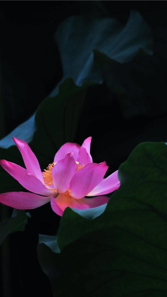 pink lotus flower iPhone 8 wallpaper 
