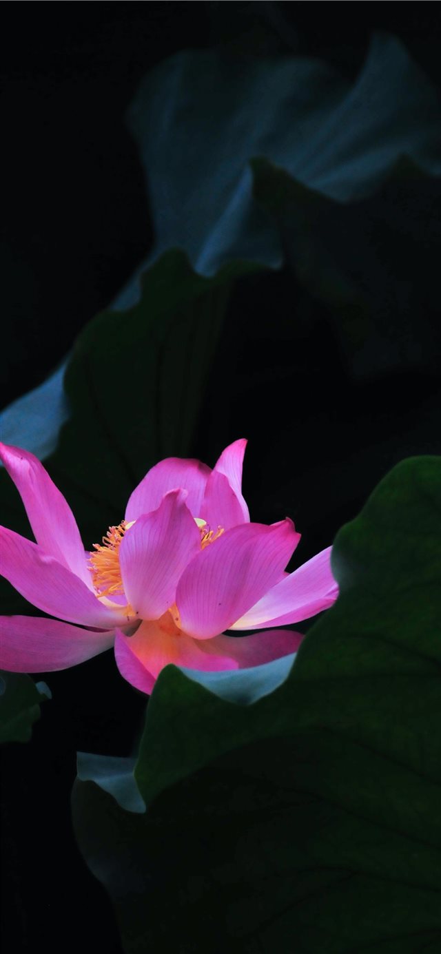 pink lotus flower iPhone X wallpaper 