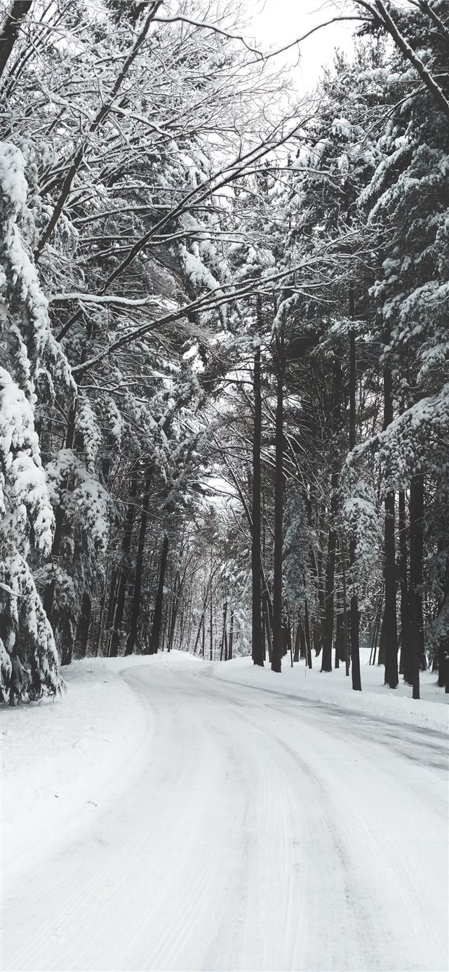 road surrounded by trees during winter iPhone X wallpaper 