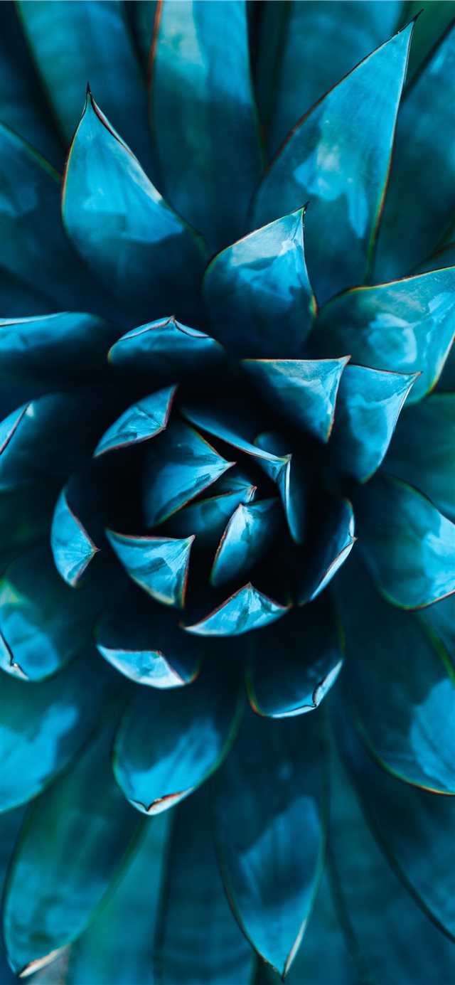 selective focus photography of green succulent iPhone X wallpaper 