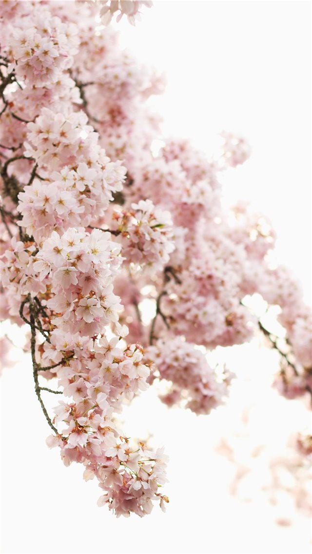 shallow focus photography of pink flowers iPhone 8 wallpaper 
