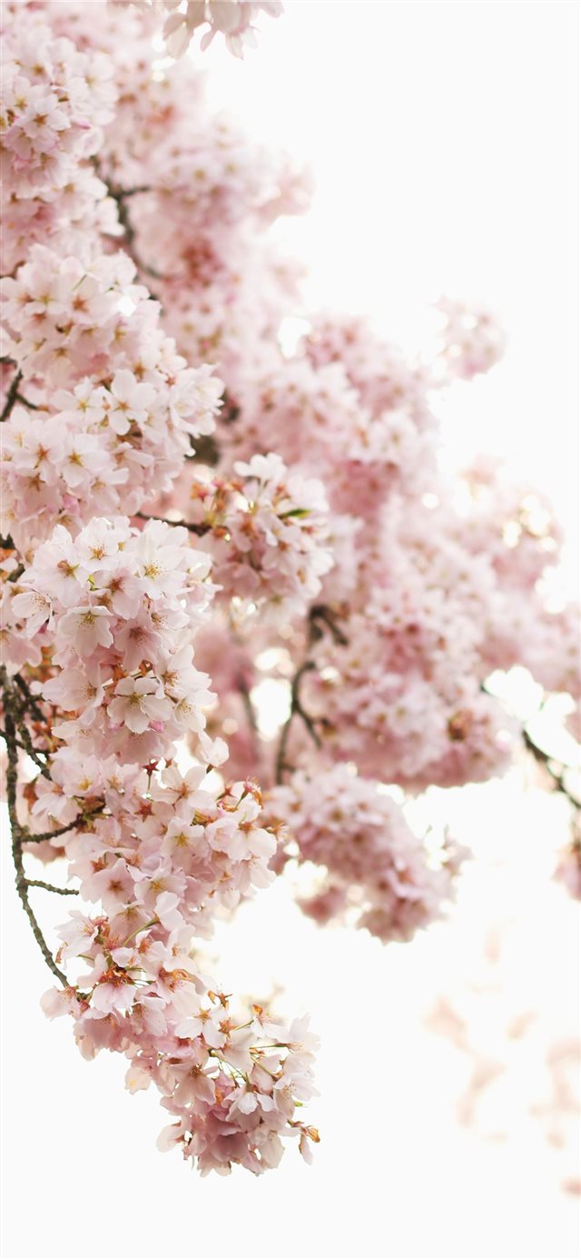 shallow focus photography of pink flowers iPhone X wallpaper 