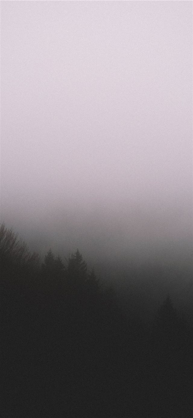 silhouette of trees with fog iPhone X wallpaper 