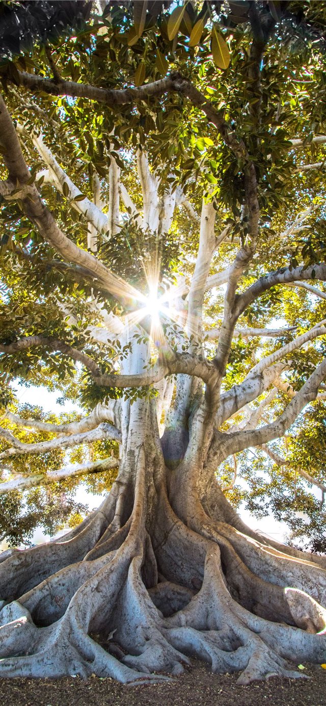 sun light passing through green leafed tree iPhone X wallpaper 