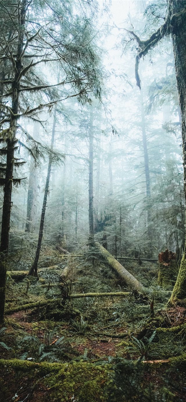 tall trees covered with fog iPhone 11 wallpaper 
