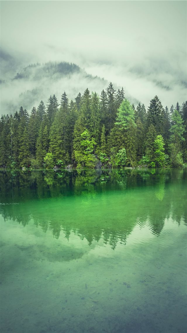 tall trees near river during daytime iPhone 8 wallpaper 